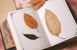Embrace change with Autumn Equinox Journaling. Reflect, release, and realign with 10 powerful prompts for the season of transition.